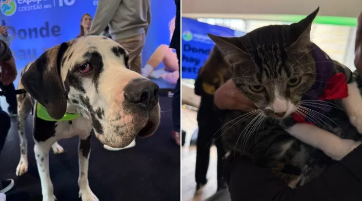 Bogotá tendrá banco de sangre para mascotas Bogotá tendrá banco de sangre para mascotas