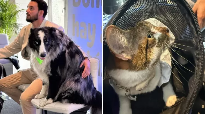 Bogotá tendrá banco de sangre para mascotas Bogotá tendrá banco de sangre para mascotas