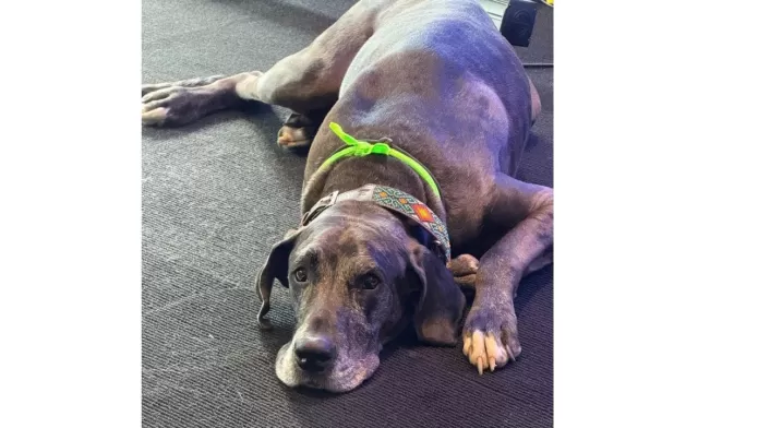 Bogotá tendrá banco de sangre para mascotas Bogotá tendrá banco de sangre para mascotas