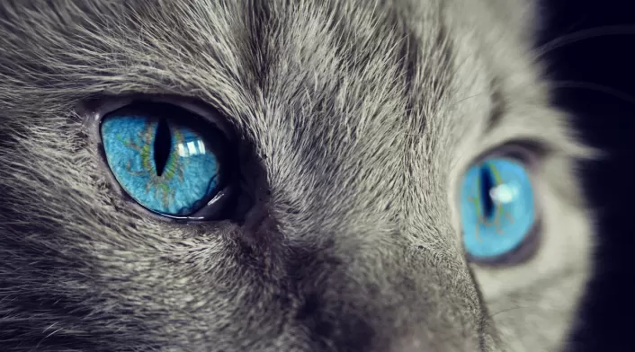 Día del gato Día del gato
