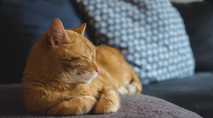 Día del gato Día del gato