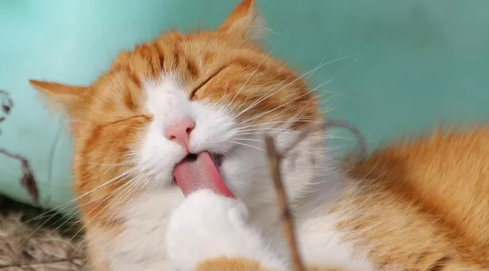 Día del gato Día del gato