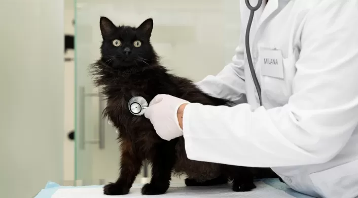 enfermedad renal crónica en gatos enfermedad renal crónica en gatos