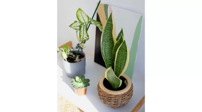 Feng shui: por qué evitar lengua de suegra como adorno en oficinas Feng shui: por qué evitar lengua de suegra como adorno en oficinas