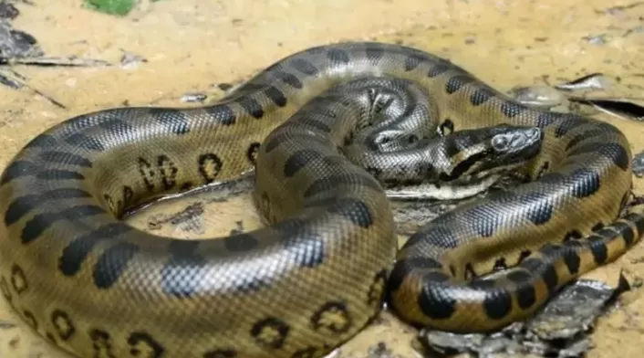 Hallan la anaconda más grande de la historia en el Amazonas Hallan la anaconda más grande de la historia en el Amazonas