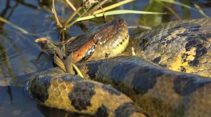 Hallan la anaconda más grande de la historia en el Amazonas Hallan la anaconda más grande de la historia en el Amazonas