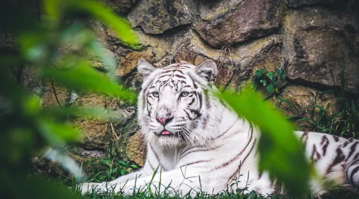 El Zoológico de Cali enfatizó que nunca se había presentado este comportamiento agresivo.