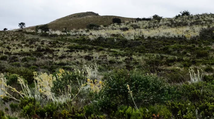 Frailejones Sumapaz