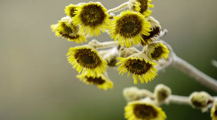 Frailejones Sumapaz