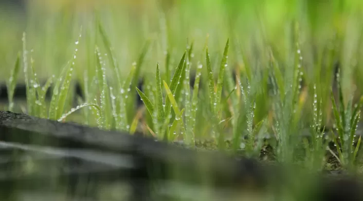 Frailejones Sumapaz