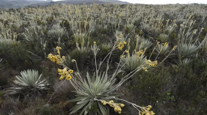 Frailejones Sumapaz