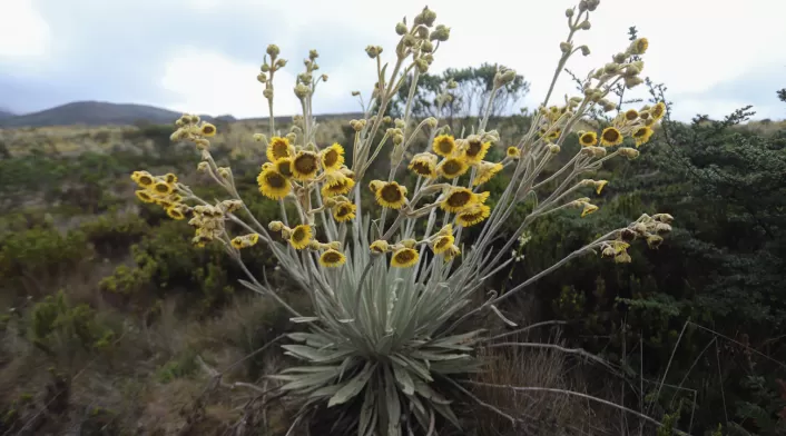 Frailejones Sumapaz