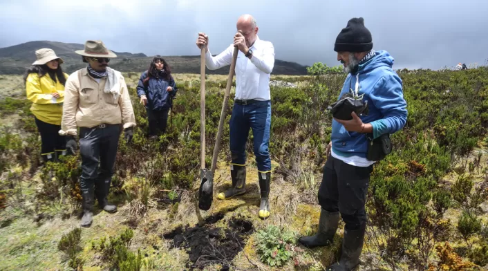 Frailejones Sumapaz