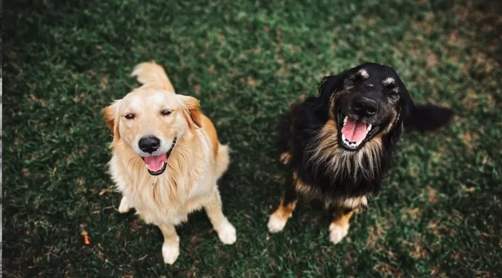 Perros potencialmente peligrosos Perros potencialmente peligrosos