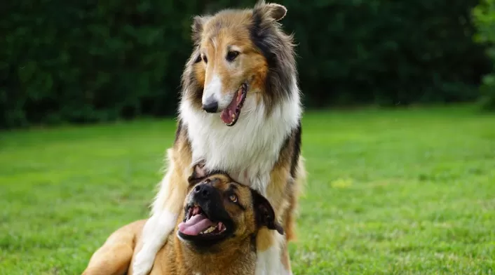 Perros Perros