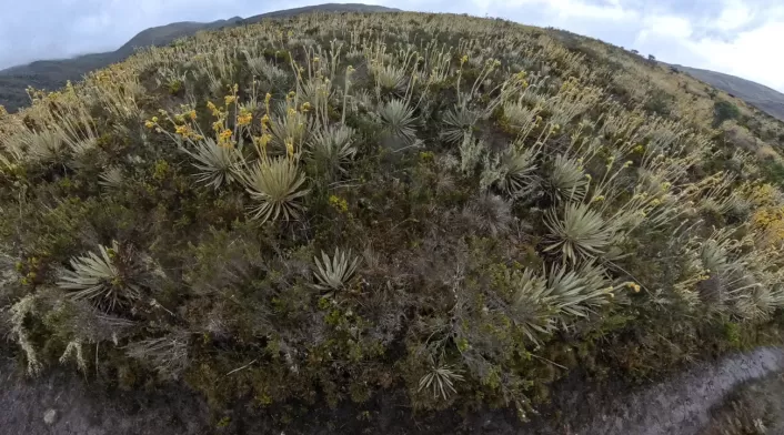 Frailejones Sumapaz