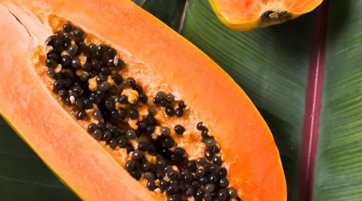 semillas de papaya semillas de papaya