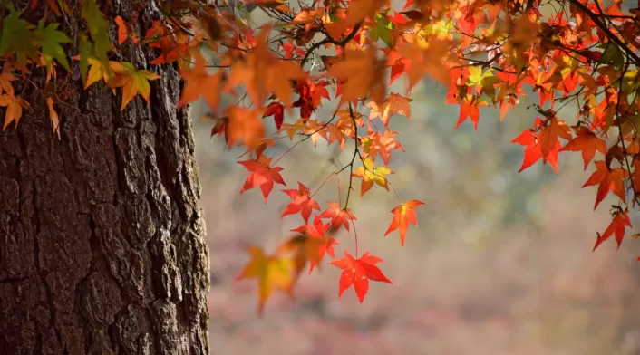 Equinoccio de otoño en 2025 Equinoccio de otoño en 2025