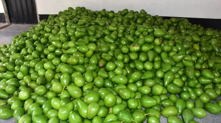 Aguacate Aguacate