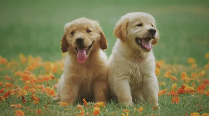 Conectar emocionalmente con mascotas: el hábito que fortalece vínculos y reduce estrés. Conectar emocionalmente con mascotas: el hábito que fortalece vínculos y reduce estrés.