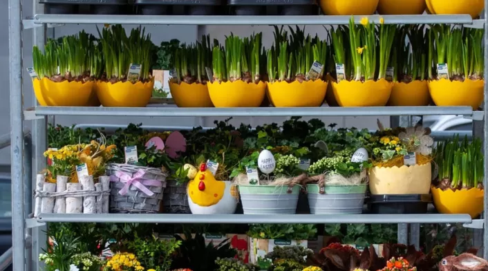 Una sala llena de luz natural realzada con plantas decorativas en las esquinas. Una sala llena de luz natural realzada con plantas decorativas en las esquinas.