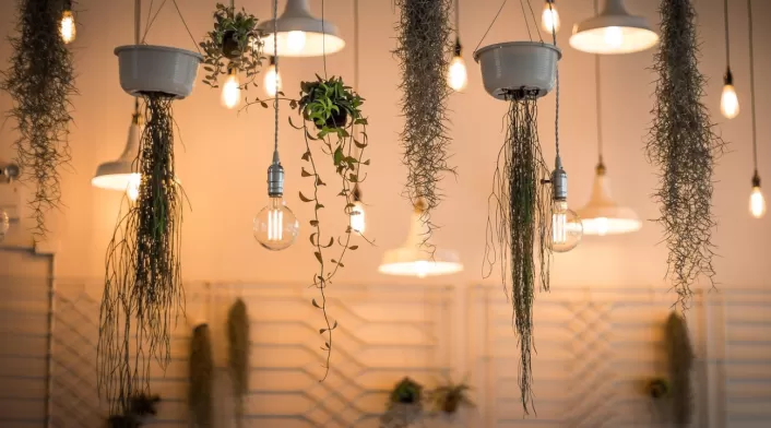 La clave está en elegir plantas decorativas resistentes a la humedad y al calor. La clave está en elegir plantas decorativas resistentes a la humedad y al calor.