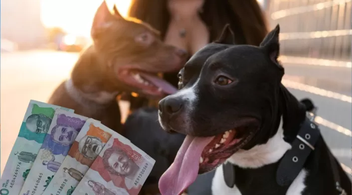 Pago por un ataque de una mascota a otra Pago por un ataque de una mascota a otra