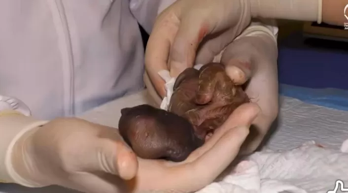 Cuidados especiales recibe la nueva especie de Halcón de los Andes.