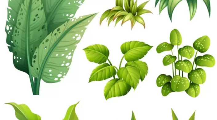 Una mezcla de agua con bicarbonato o vinagre ayuda a eliminar el hongo sin dañar la planta. Una mezcla de agua con bicarbonato o vinagre ayuda a eliminar el hongo sin dañar la planta.