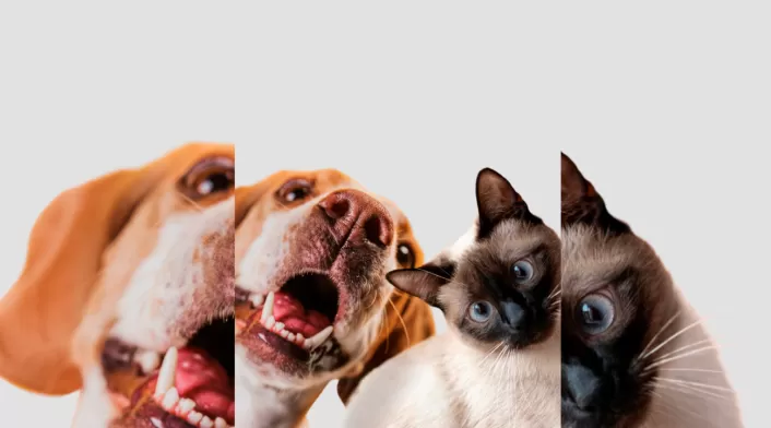 Estudios advierten que el sobrepeso puede reducir hasta en dos años la vida de una mascota. Estudios advierten que el sobrepeso puede reducir hasta en dos años la vida de una mascota.