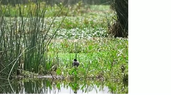 Aprobada acción para proteger humedales de Leticia en la selva amazónica. ¡Visita los humedales Córdoba, Tibabuyes y Jaboque! Aprobada acción para proteger humedales de Leticia en la selva amazónica. ¡Visita los humedales Córdoba, Tibabuyes y Jaboque!