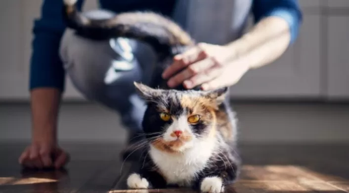 Palmadas en la parte trasera en gatos las razones por las que algunos las disfrutan Palmadas en la parte trasera en gatos las razones por las que algunos las disfrutan