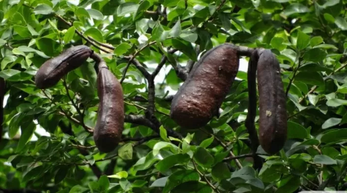 ¿Para qué sirve el algarrobo? Usos en alimentación, ganadería y conservación ¿Para qué sirve el algarrobo? Usos en alimentación, ganadería y conservación