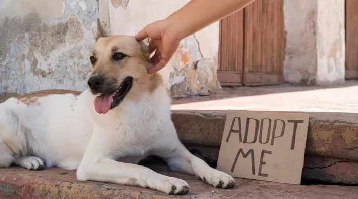 Denuncian presunto maltrato en Fundación de Cundinamarca tras muerte de perrita adoptada Denuncian presunto maltrato en Fundación de Cundinamarca tras muerte de perrita adoptada