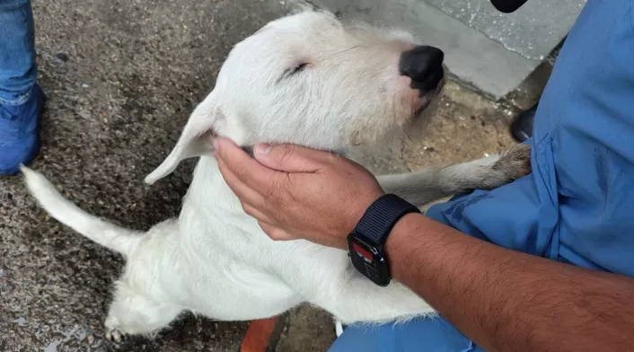 Perritos en la estación de Policía de Kennedy