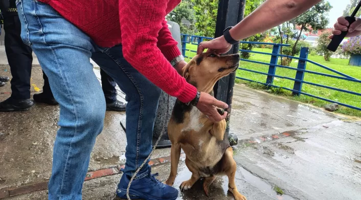 Perritos en la estación de Policía de Kennedy
