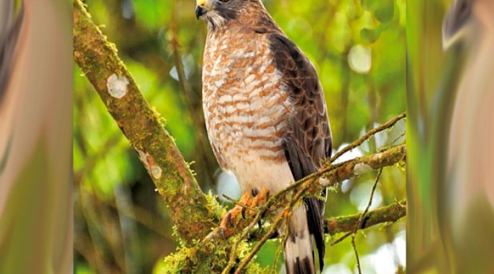 Aguila-Cuaresmera.jpg