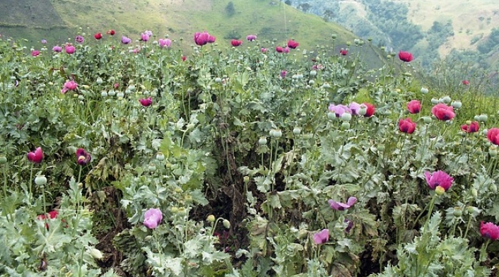 Amapola-Colprensa.jpg