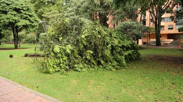 ArbolParqueElVirreyFotoJARDINBOTANICO1.jpg