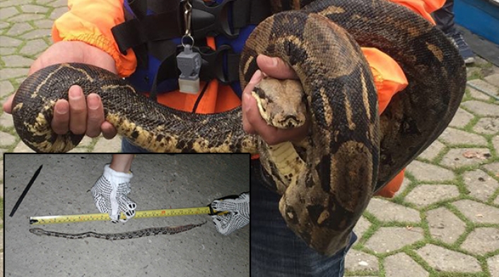 BoaConstrictoryCríaFotoSuminLAFM.jpg