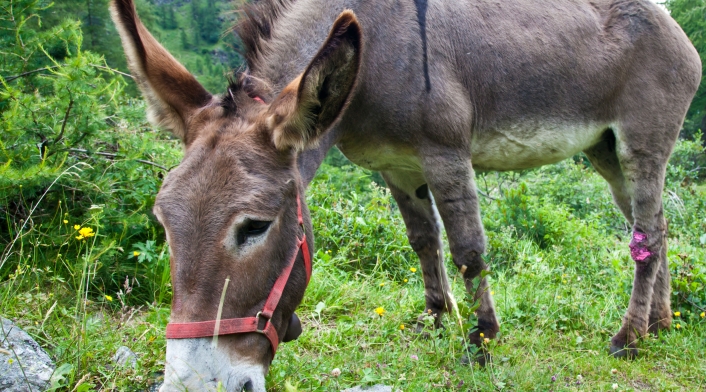 Burro-ingimage1.jpg