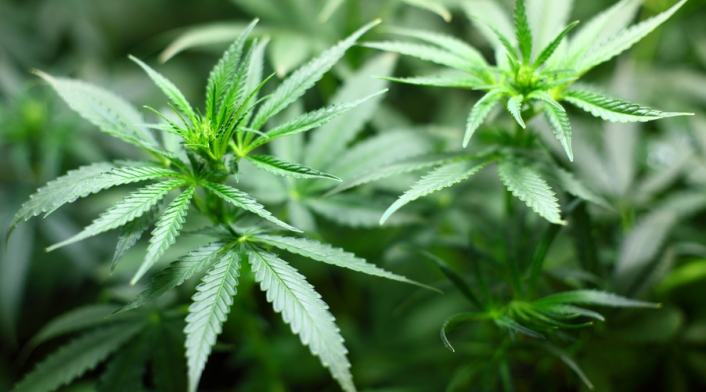 CANNABISPLANTAINGIMAGE1.jpg