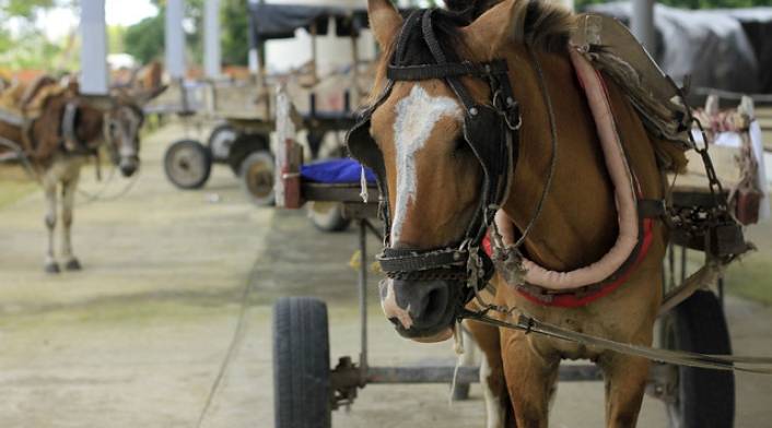 Caballo-Colprensa.jpg