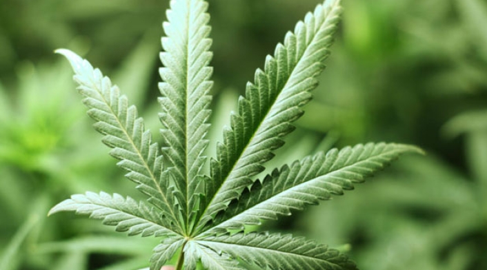 Cannabis-Ingimage.jpg
