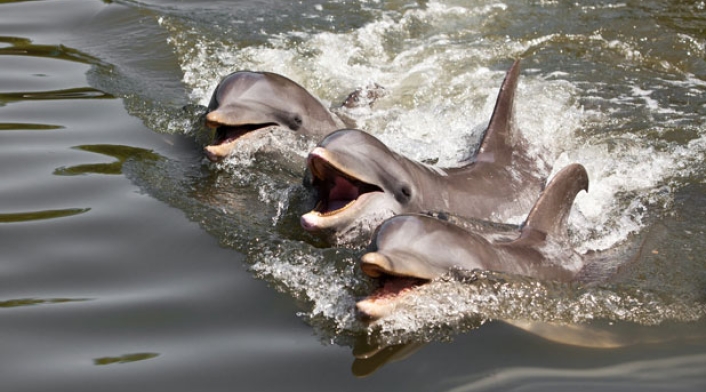 Delfines.jpg