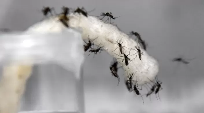 Dengue-AFP-1.jpg Dengue-AFP-1.jpg