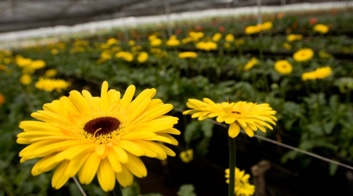 Flores-LA-FM-Coprensa.jpg