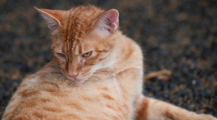 Gatos-Ingimage.jpg