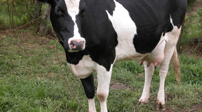Vaca - Ganado - Leche Vaca - Ganado - Leche