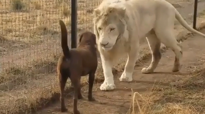 Leon-LA-FM-blackjaguarwhitetiger.jpg